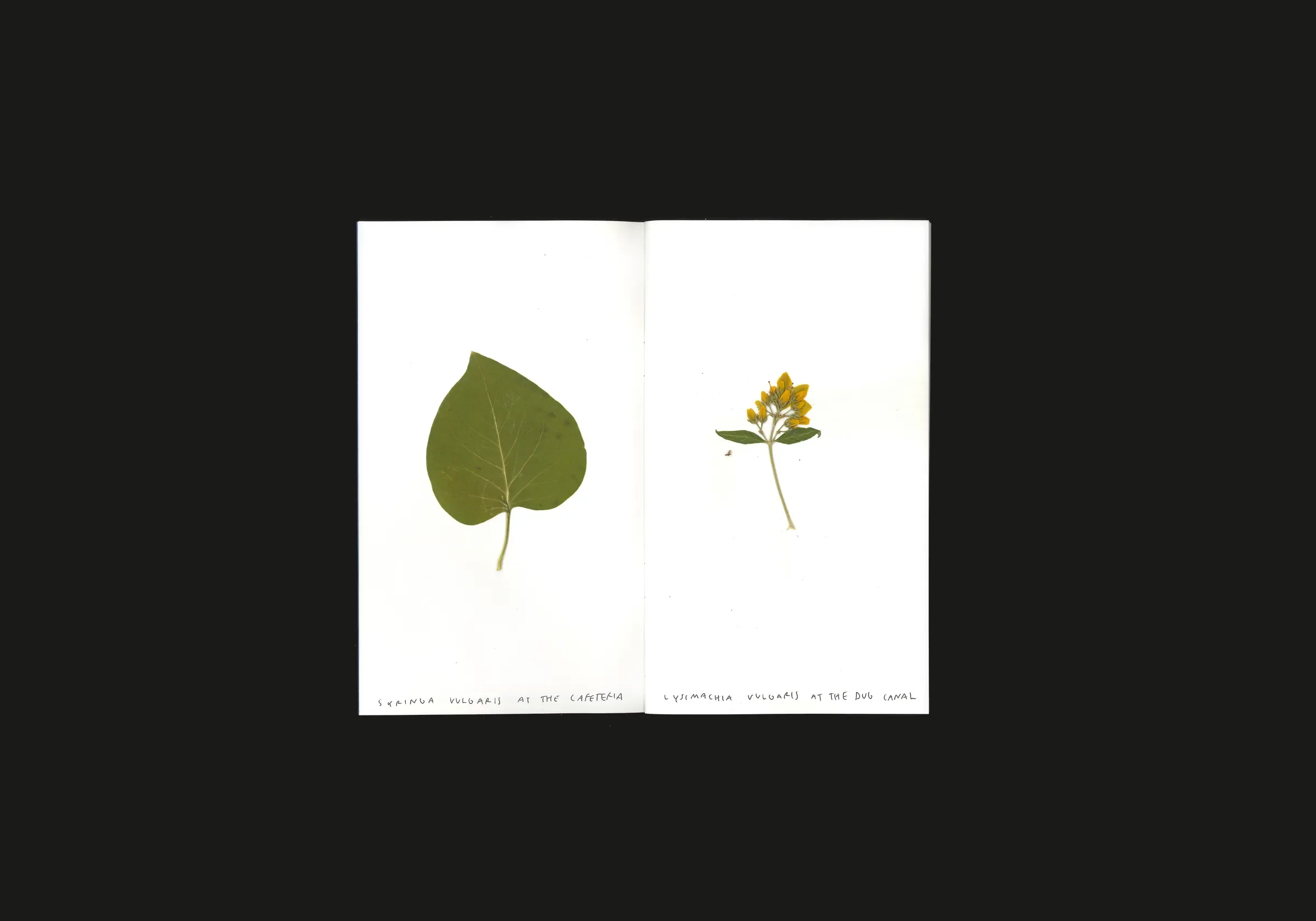Neuss, Germany, image 4